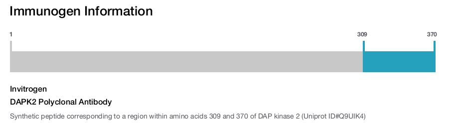DAPK2 Polyclonal Antibody