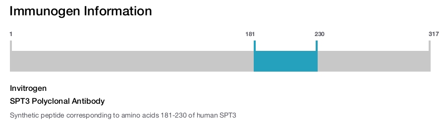 SPT3 Polyclonal Antibody