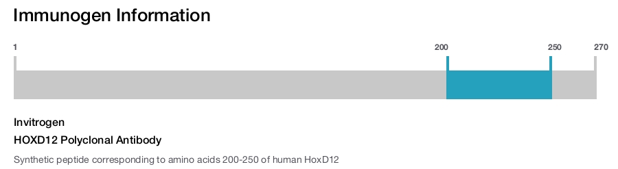HOXD12 Polyclonal Antibody