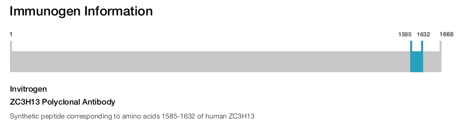 ZC3H13 Polyclonal Antibody