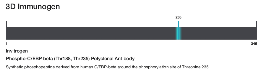 Phospho-C/EBP beta (Thr188, Thr235) Polyclonal Antibody