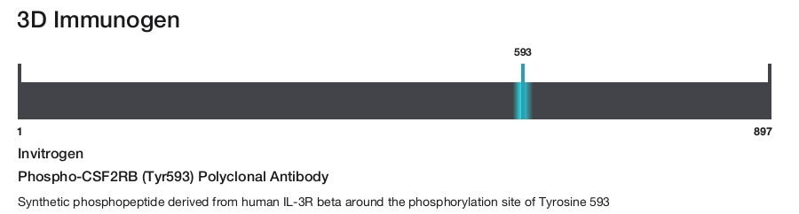 Phospho-CSF2RB (Tyr593) Polyclonal Antibody