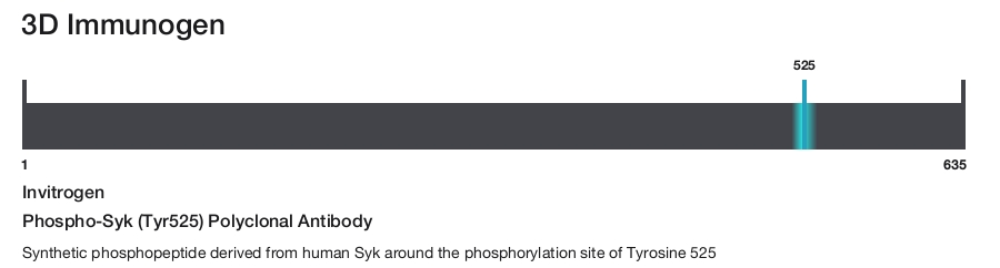 Phospho-Syk (Tyr525) Polyclonal Antibody