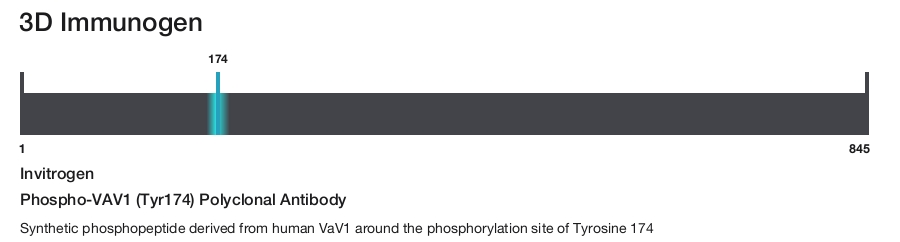 Phospho-VAV1 (Tyr174) Polyclonal Antibody