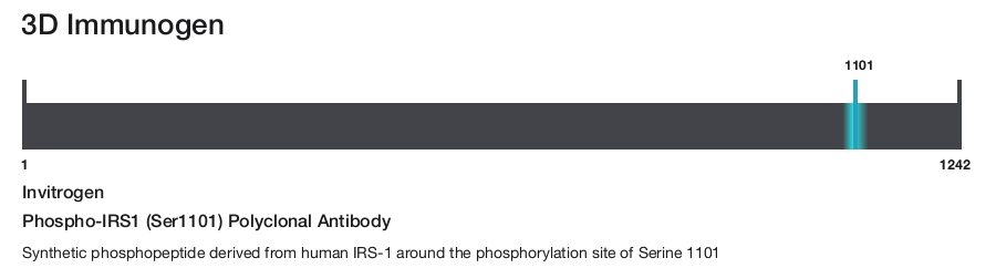 Phospho-IRS1 (Ser1101) Polyclonal Antibody