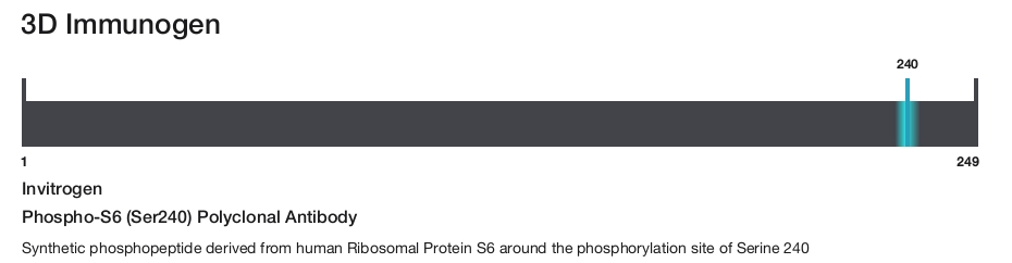 Phospho-S6 (Ser240) Polyclonal Antibody