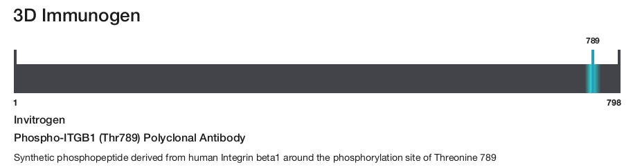 Phospho-ITGB1 (Thr789) Polyclonal Antibody