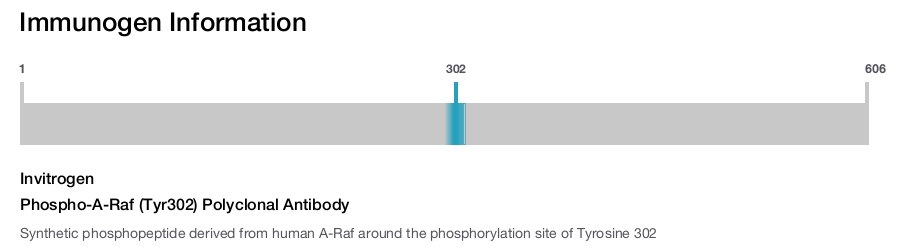 Phospho-A-Raf (Tyr302) Polyclonal Antibody