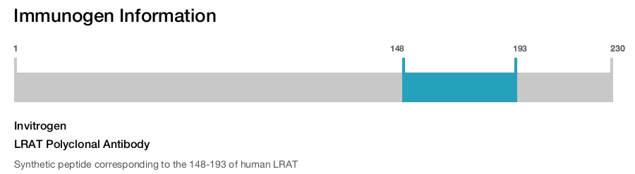 LRAT Polyclonal Antibody