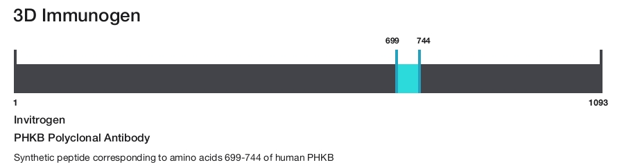 PHKB Polyclonal Antibody