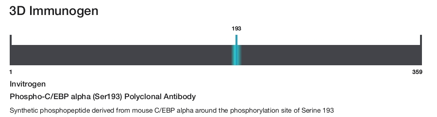 Phospho-C/EBP alpha (Ser193) Polyclonal Antibody