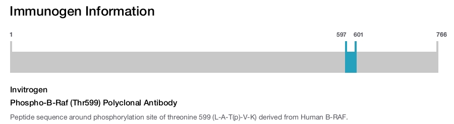 Phospho-B-Raf (Thr599) Polyclonal Antibody
