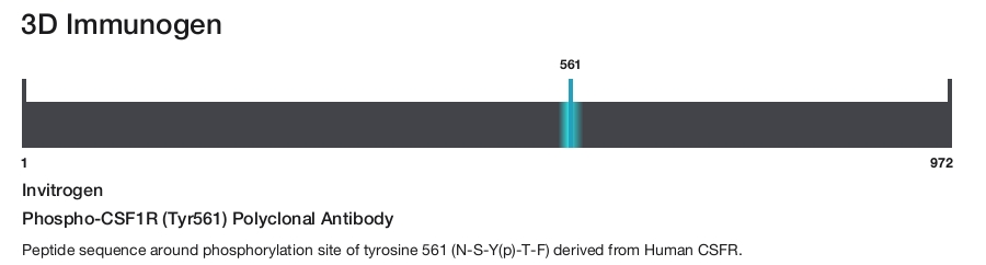 Phospho-CSF1R (Tyr561) Polyclonal Antibody