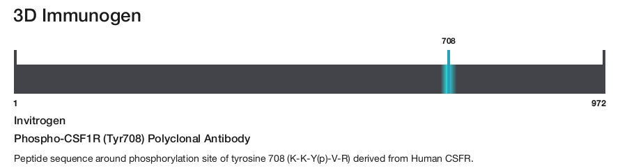 Phospho-CSF1R (Tyr708) Polyclonal Antibody