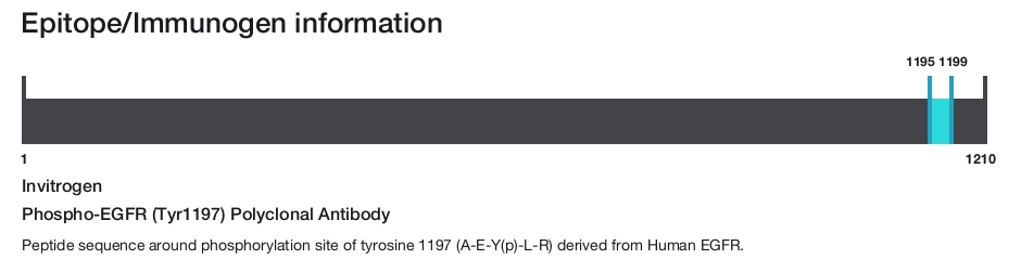 Phospho-EGFR (Tyr1197) Polyclonal Antibody