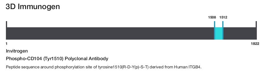 Phospho-CD104 (Tyr1510) Polyclonal Antibody