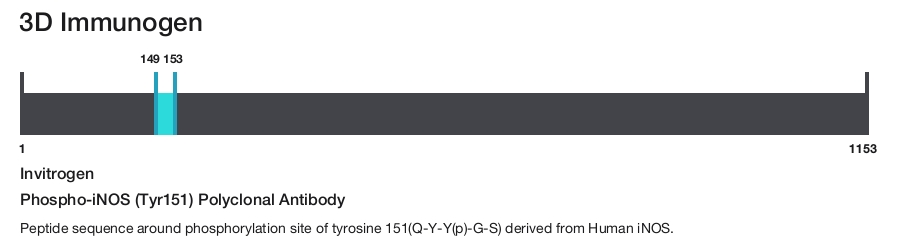 Phospho-iNOS (Tyr151) Polyclonal Antibody