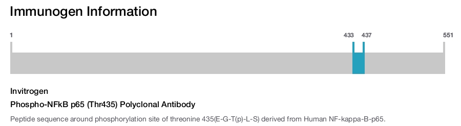 Phospho-NFkB p65 (Thr435) Polyclonal Antibody