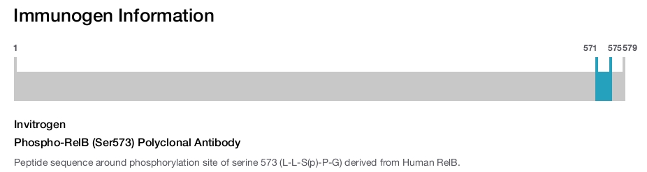 Phospho-RelB (Ser573) Polyclonal Antibody