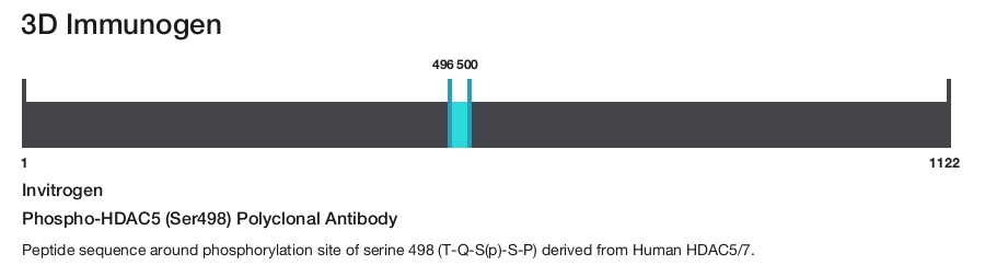 Phospho-HDAC5 (Ser498) Polyclonal Antibody