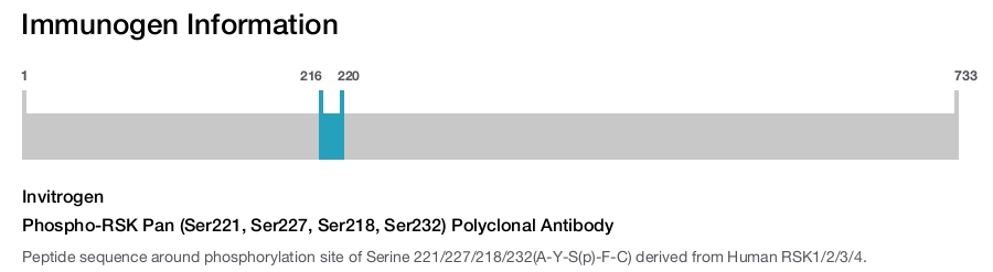 Phospho-RSK Pan (Ser221, Ser227, Ser218, Ser232) Polyclonal Antibody