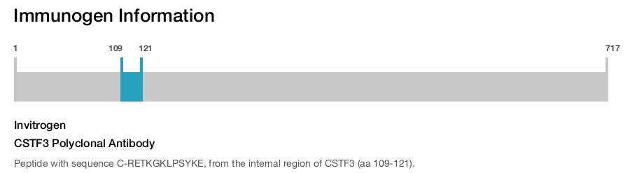 CSTF3 Polyclonal Antibody