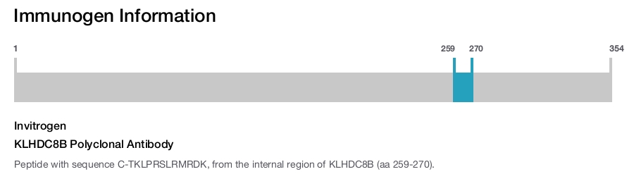 KLHDC8B Polyclonal Antibody