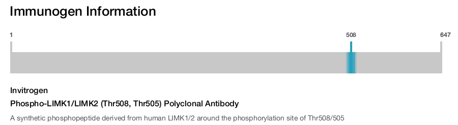 Phospho-LIMK1/LIMK2 (Thr508, Thr505) Polyclonal Antibody