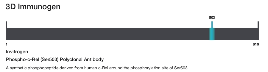 Phospho-c-Rel (Ser503) Polyclonal Antibody