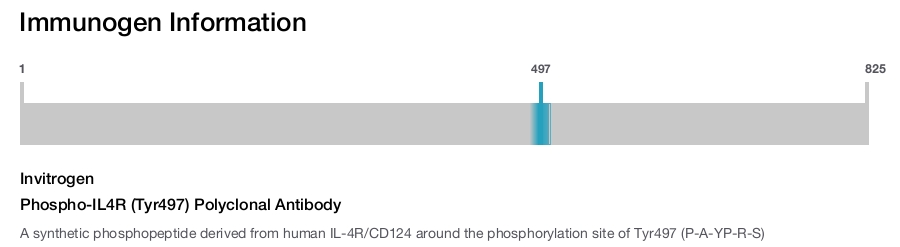 Phospho-IL4R (Tyr497) Polyclonal Antibody