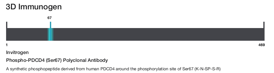 Phospho-PDCD4 (Ser67) Polyclonal Antibody