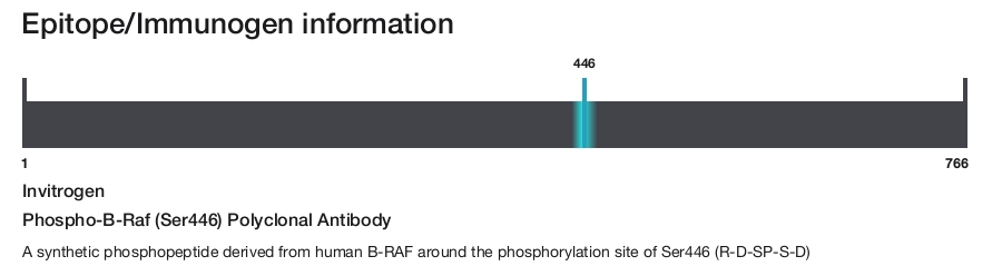 Phospho-B-Raf (Ser446) Polyclonal Antibody