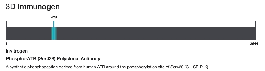 Phospho-ATR (Ser428) Polyclonal Antibody