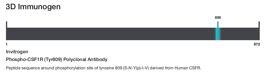 Phospho-CSF1R (Tyr809) Polyclonal Antibody