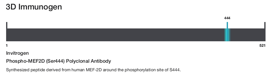 Phospho-MEF2D (Ser444) Polyclonal Antibody