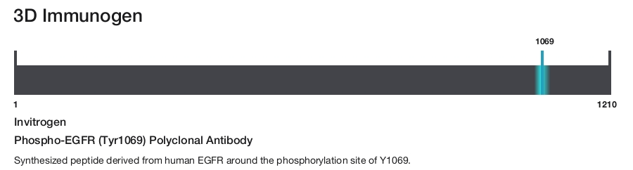 Phospho-EGFR (Tyr1069) Polyclonal Antibody