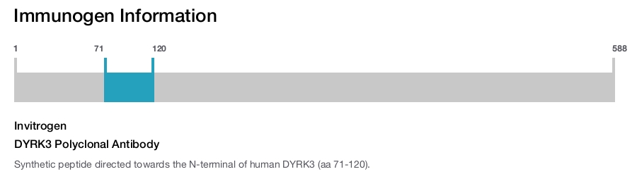 DYRK3 Polyclonal Antibody