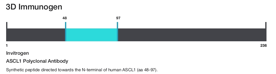 ASCL1 Polyclonal Antibody