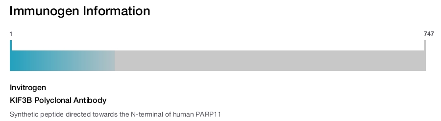 KIF3B Polyclonal Antibody