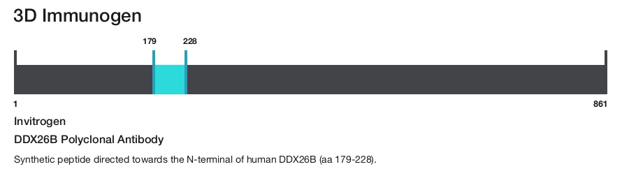 DDX26B Polyclonal Antibody