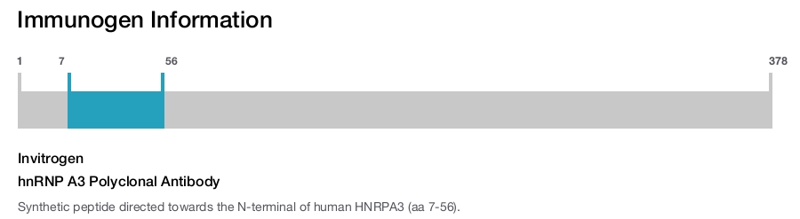 hnRNP A3 Polyclonal Antibody