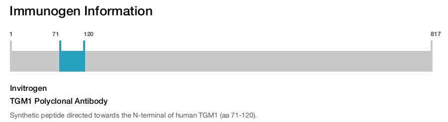 TGM1 Polyclonal Antibody