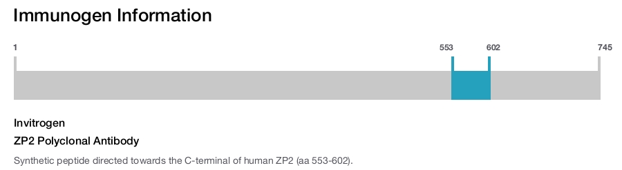 ZP2 Polyclonal Antibody