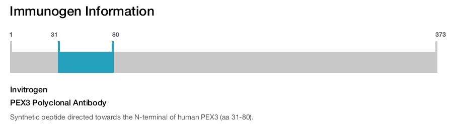 PEX3 Polyclonal Antibody