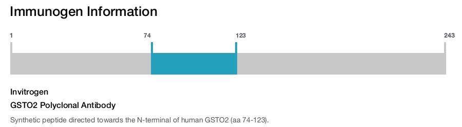 GSTO2 Polyclonal Antibody