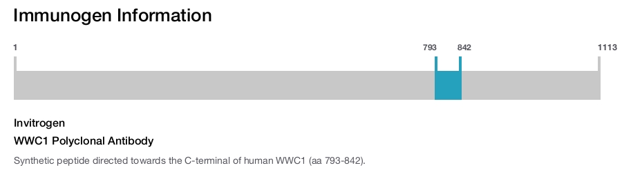 WWC1 Polyclonal Antibody