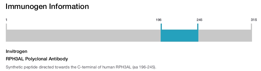 RPH3AL Polyclonal Antibody