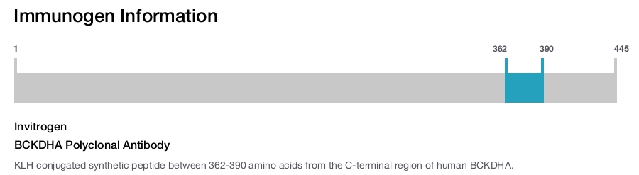 BCKDHA Polyclonal Antibody