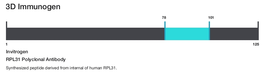 RPL31 Polyclonal Antibody