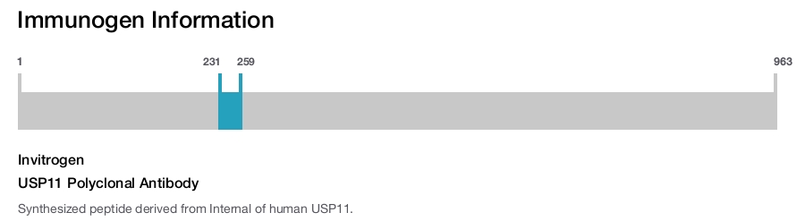 USP11 Polyclonal Antibody